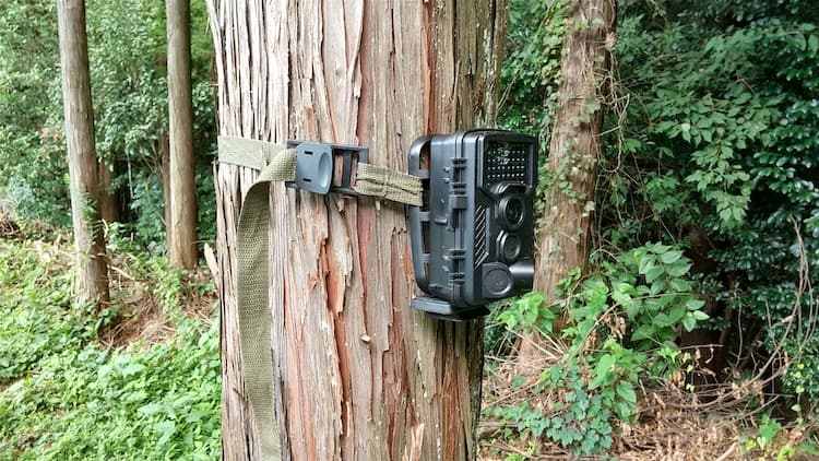 木に巻き付けたトレイルカメラ