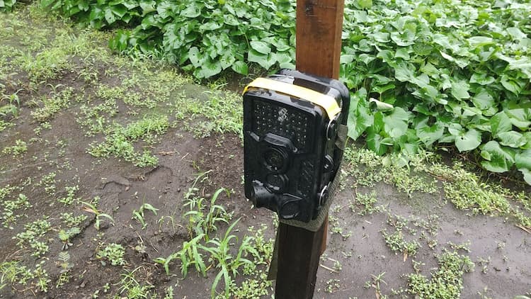 屋外で雨の中、設置しているトレイルカメラ